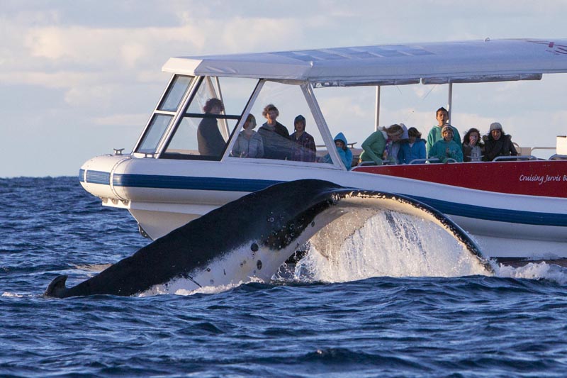 whale watching cruise jervis bay