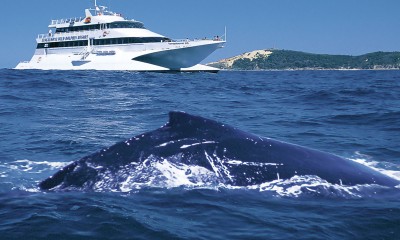 Whale Watching Day Cruise