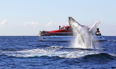 Whale Watching cruise