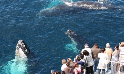 Gold Coast Whale Watch