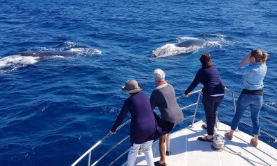Whale Watching without crowds
