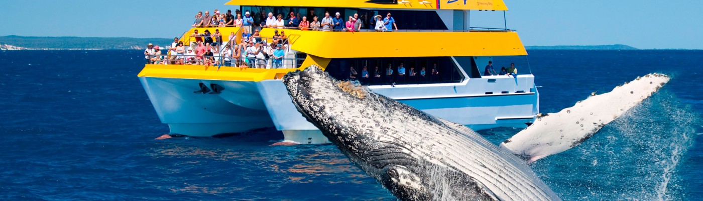 Half-day Whale Watch Cruise