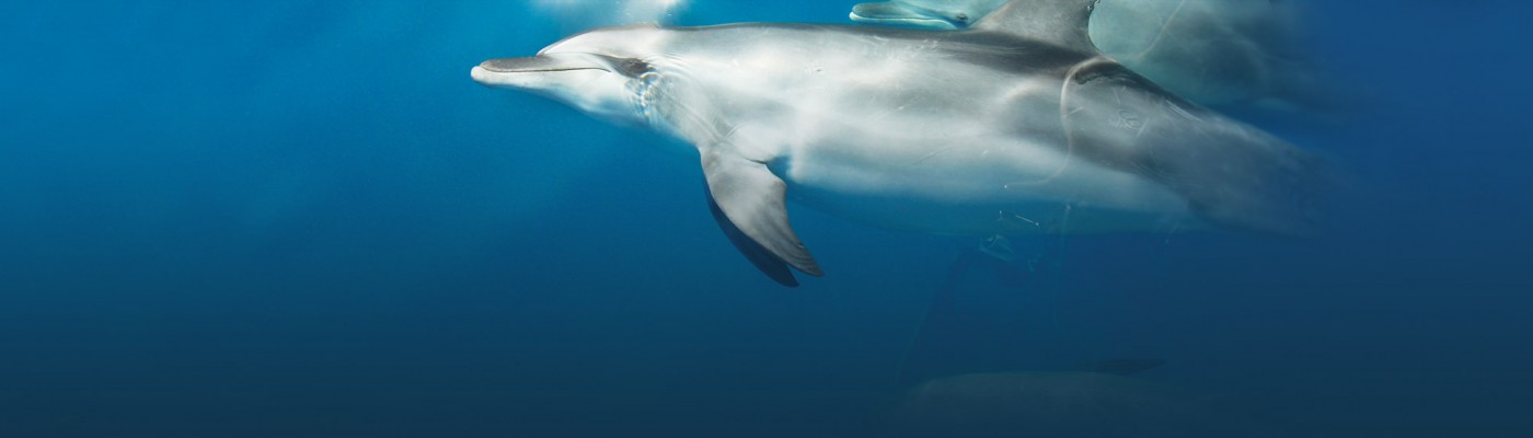 Fraser Island Eco Sailing Adventure