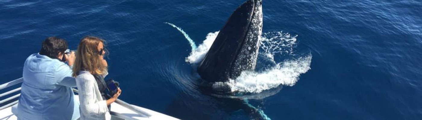 Bundaberg Whale Watch