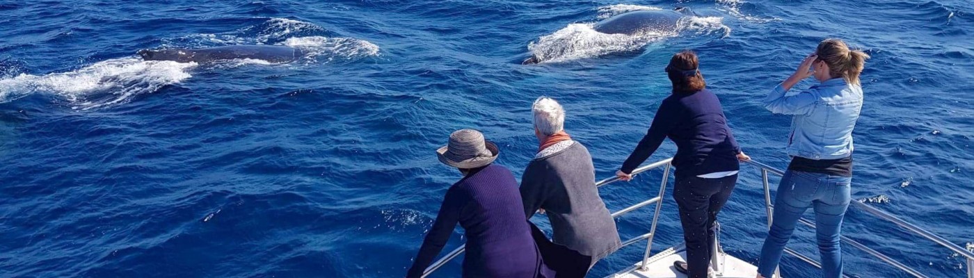 Whale Watching without crowds