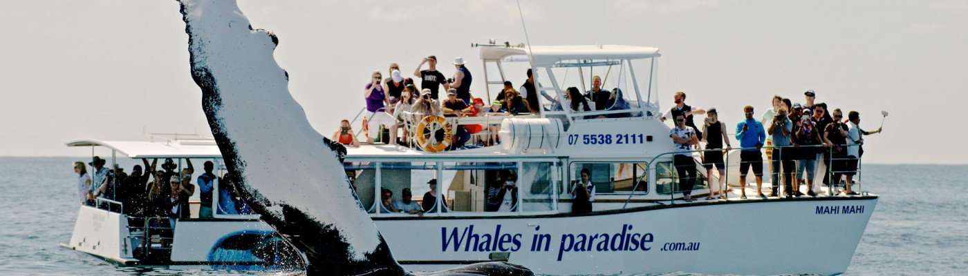 Half day Whale Watching dept. Brisbane