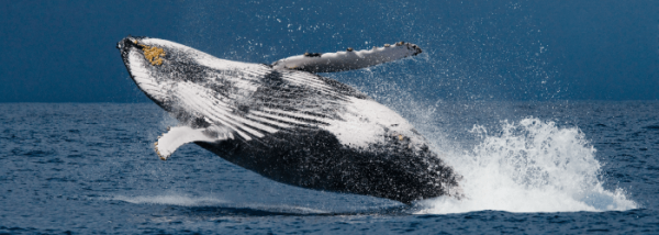whale behaviour breaching