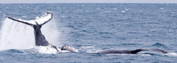 whale behaviour lobtailing