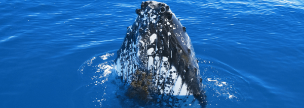 whale behaviour spy hoping2
