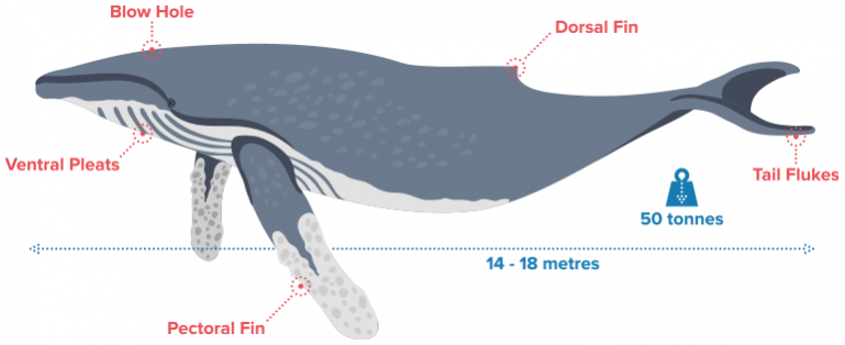 humpback whale anatomy info graphic