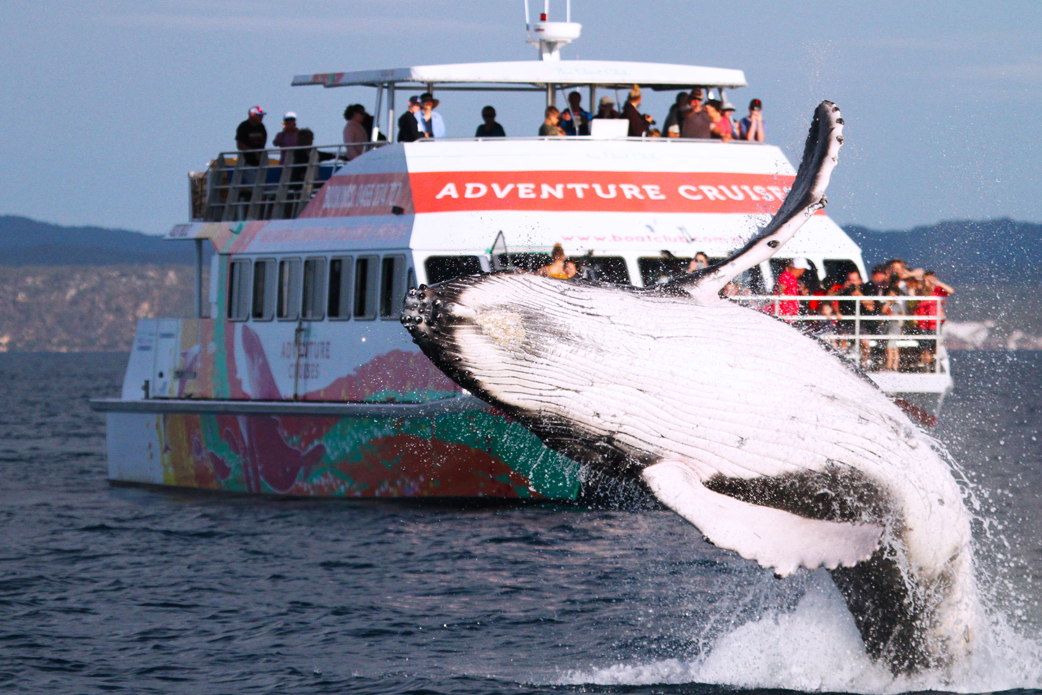 whale watching tour discount