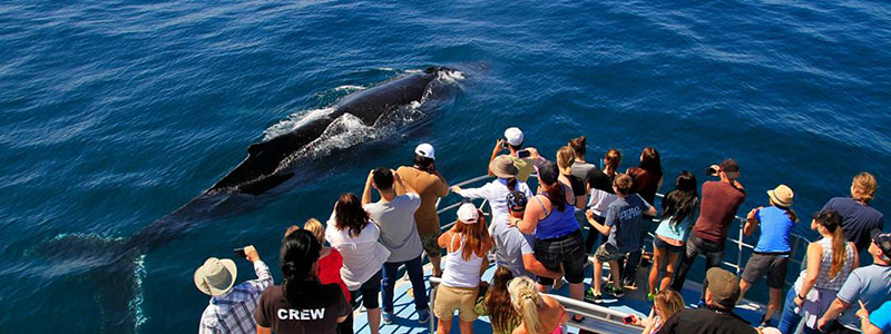 coolangatta whale watching