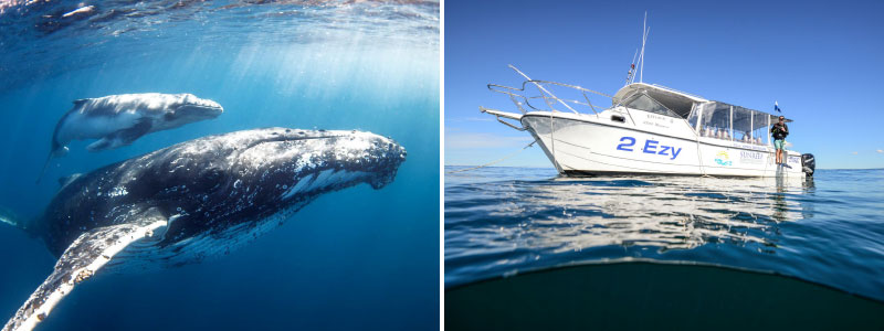 sunreef whale swim sunshine coast