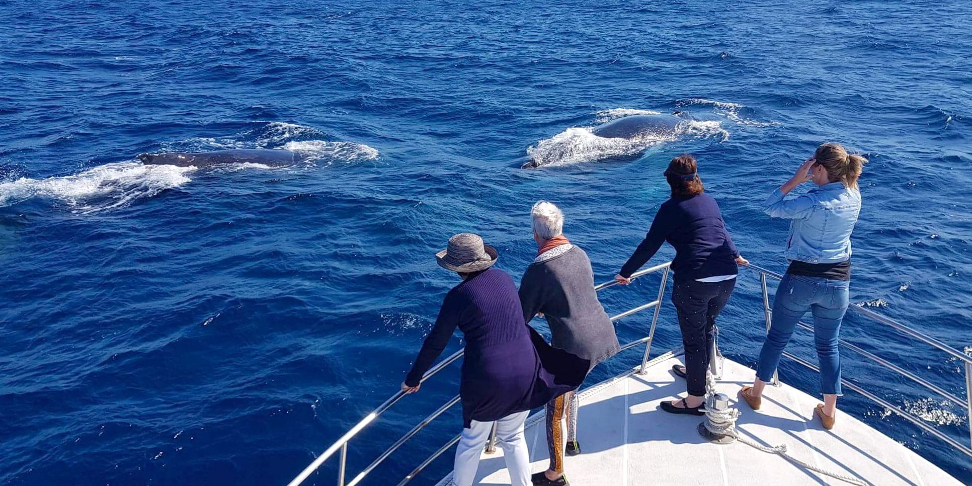 Whale Watching without crowds| Whale Watch Tour Bookings