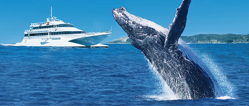 tangalooma whale watch features