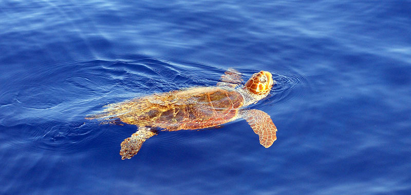 turtle cruise tour whitsundays