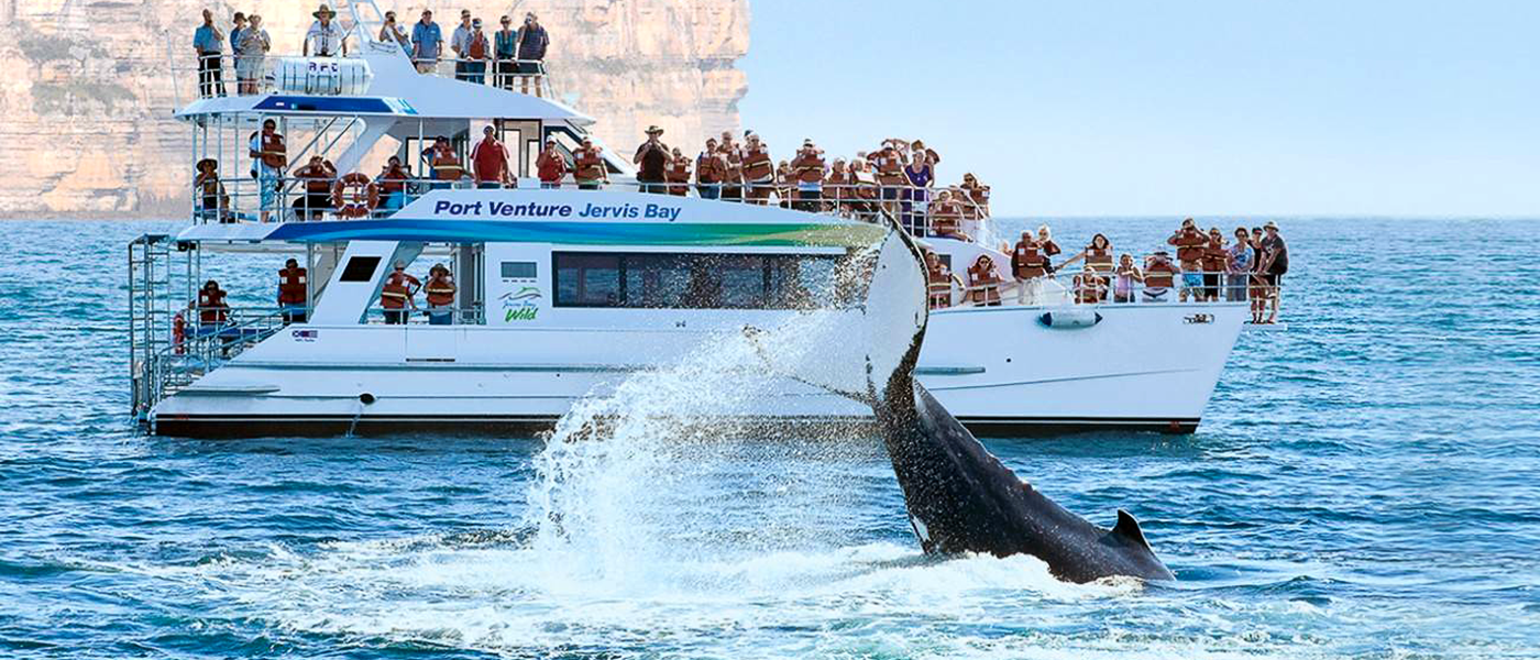 Eco Whale Watch| Whale Watch Tour Bookings