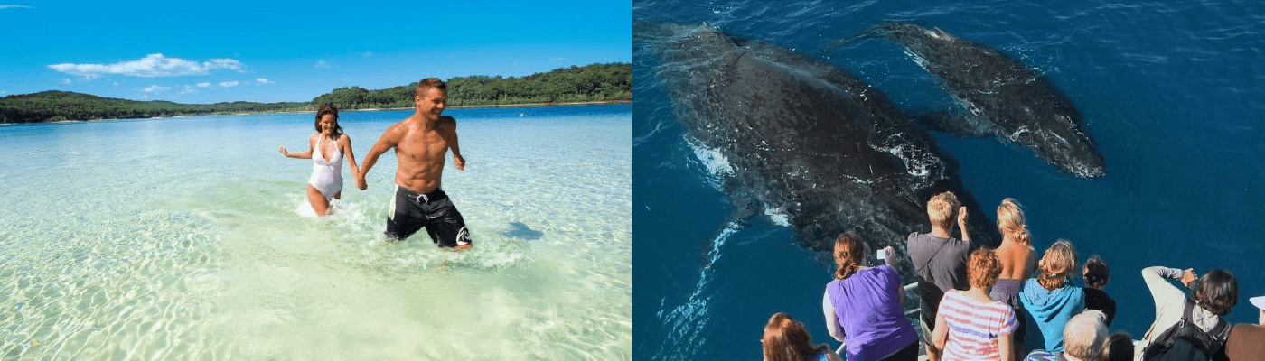 Premium Fraser Island and Whales Tour